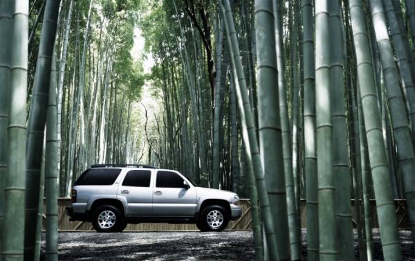 Photograph Kevin Necessary Bamboo on One Eyeland
